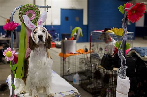 Harrisburg dog show. Things To Know About Harrisburg dog show. 